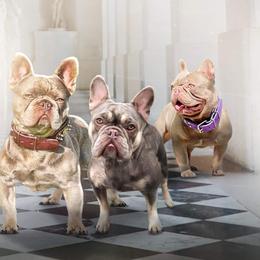 French Bulldogs from CZ1BULLIES