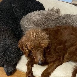 Poodles from Pipers Standard Poodles