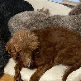 Poodles from Pipers Standard Poodles
