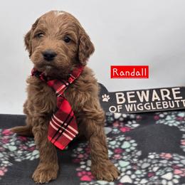 Randall - Red  male Goldendoodle puppy in Neillsville, Wisconsin from Granton Creek