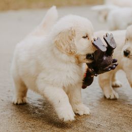 English Setter, Golden Retriever, and Gordon Setter Puppies from Katherine's Gordon Setters, English Setters, and Golden Retrievers
