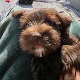 Miniature Schnauzer Puppies from Jentz Family Schnauzers