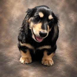 Blake - Black and cream male Dachshund puppy in Mountainburg, Arkansas from Charisma Dachshunds