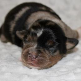 Blue Merle - Blue merle male Miniature Australian Shepherd puppy in Paris, Texas from Kuttin’ Up Mini Aussies
