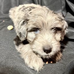 Aussiedoodle Puppies from Navarro Royal Pups