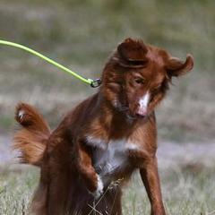 Boykin Spaniels and Nova Scotia Duck Tolling Retrievers from Beekauz Kennel