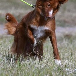 Boykin Spaniels and Nova Scotia Duck Tolling Retrievers from Beekauz Kennel