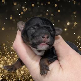 Jingle - Black and tan male Yorkipoo puppy in Coshocton, Ohio from Forever Family Puppies