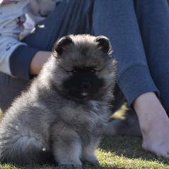 Keeshond Puppies from Anna Boehringer