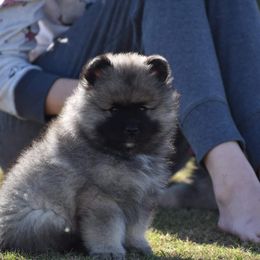 Keeshond Puppies from Anna Boehringer