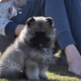 Keeshond Puppies from Anna Boehringer