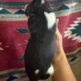 Tri male 1 - Black tan and white male Beagle puppy in Jasper, Missouri from HE Beagles