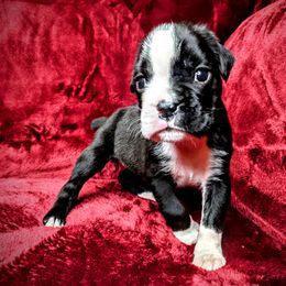 Boxer Puppies from Penny’s Boxer Puppies