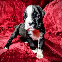Boxer Puppies from Penny’s Boxer Puppies