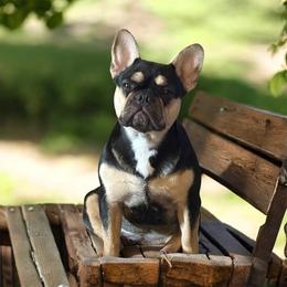 Marry Todd - Black and tan female French Bulldog puppy in Houston, Alabama from Orderofthebulldogs, LLC