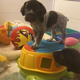 German Shorthaired Pointer Puppies from Brija German Shorthaired Pointers