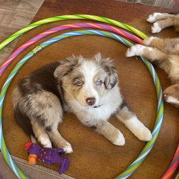 Miniature Australian Shepherd Puppies from Integrity Aussies Tx