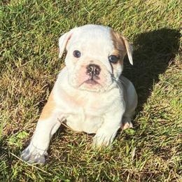 Grace - Red and white female Bulldog puppy in Arlington, Washington from Stout's Hunting Labs and trsbullies
