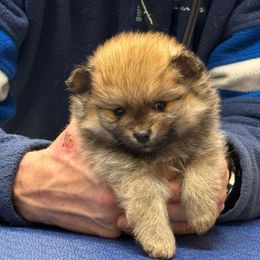 Pumpkin - Orange sable male Pomeranian puppy in Centuria, Wisconsin from Petite FurryTails