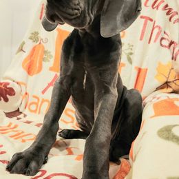 Bon-Bon - Blue female Great Dane puppy in Bay Shore, New York from Gentle Giant Companions
