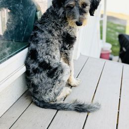 Bernedoodle Puppies from Salty Point Doodles