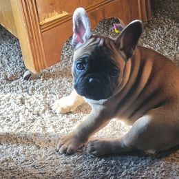 French Bulldog Puppies from 4 Leaf Frenchies