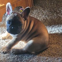 French Bulldog Puppies from 4 Leaf Frenchies