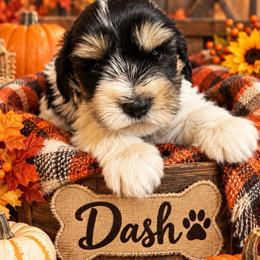 Puppy 1 - Black and white male Companion Cross puppy in Carriere, Mississippi from Sassy Schnauzers