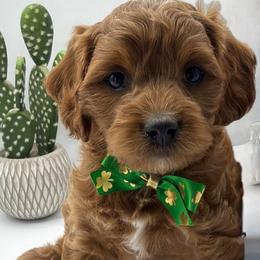 Simba - Red male Cavapoo puppy in Central, Arizona from Desert Valley Doodles