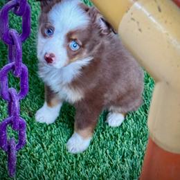 Tri male 2 - Red tri male Toy Australian Shepherd puppy in Lemon Cove, California from Magic Ranch Mini Aussies