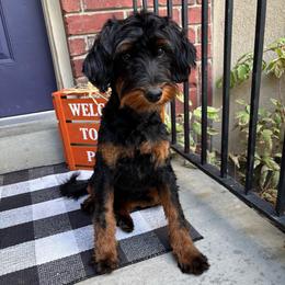 Monica - Trained and vaccinated. - Tri-color female Bernedoodle puppy in Herriman, Utah from Gypsi Doodles & Poodles LLC.