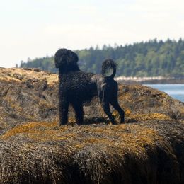 Portuguese Water Dogs from Ruff-Wave(reg.) Portuguese Water Dogs