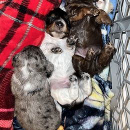Dachshund puppies from Darlin Doxins