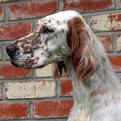 English Setters from Upland English Setters