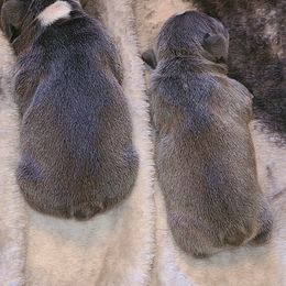 French Bulldog Puppies from Stephanie Dunagan