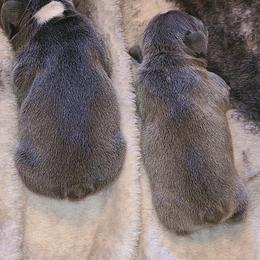 French Bulldog Puppies from Stephanie Dunagan