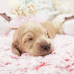 Addison - Cream female Dachshund puppy in Big Rapids, Michigan from 30 Acre Woods Dachshunds