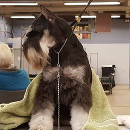 Stan - Miniature Schnauzer