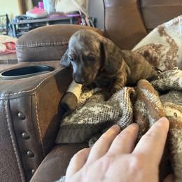 Dachshund Puppies from Willow Weiner Ranch