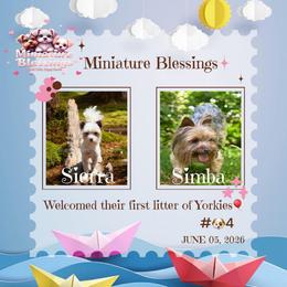 Yorkshire Terrier puppies from Miniature Blessings