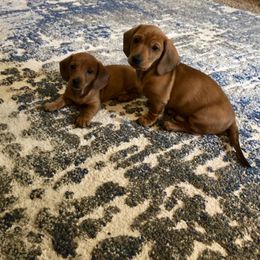 Dachshund Puppies from Alpine Meadow Dachshunds