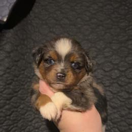 Raven - Blue merle female Miniature Australian Shepherd puppy in Liberty, Mississippi from Liberty Oaks Aussies and Dachshunds