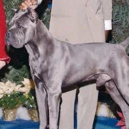 Cane Corso from Campo Cane Corso