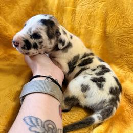 Diamond - Harlequin female Great Dane puppy in Jerusalem, Arkansas from Mara Danes