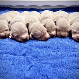 Golden Retriever Puppies from K & M Golden Retrievers