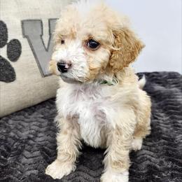 Basil - Red male Bernedoodle puppy in Granton, Wisconsin from Rose River Farms