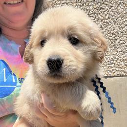 Sequence (dark blue) - Golden female Golden Retriever puppy in Argyle, Texas from Skarlotte Goldens, LLC