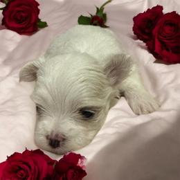 Boy 1 - White male Maltipoo puppy in Mooresville, North Carolina from Clearview Canines