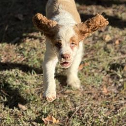 Vanna - English Springer Spaniel