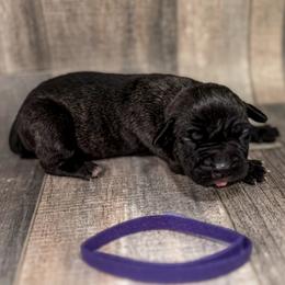 Purple Collar - Black brindle female Cane Corso puppy in Catawba, North Carolina from Catawba Cane Corso